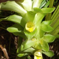 Curcuma longa L.